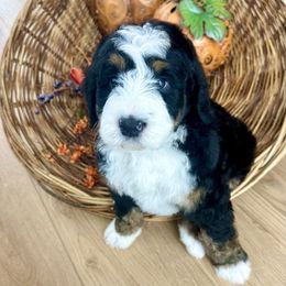 Wednesday - Tri-color female Bernedoodle puppy in Mattawan, Michigan from KaZoo Doodles
