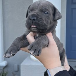 Cane Corso Puppies from Valyrian Cane Corsos