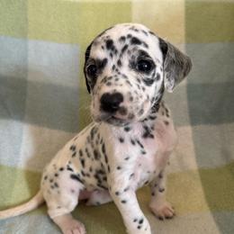 Amani - White and black female Dalmatian puppy in Fort Cavasos, Texas from Mainstreet Dalmation
