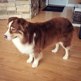 Australian Shepherd Puppies from Grand Ridge Australian Shepherds