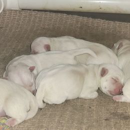 West Highland White Terrier puppies from Bloom Puppies