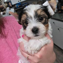 Jax - Parti male Yorkshire Terrier puppy in Lakeland, Florida from You Me & The Yorkies