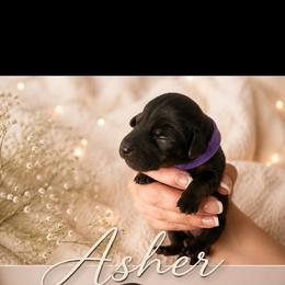 Asher - Black and tan male Dachshund puppy in Hobbs, New Mexico from NM Doxie Dugout