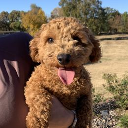 Oakley - Cavapoo