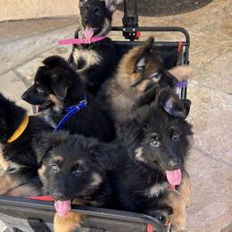 German Shepherd Puppies from Brooks High Quality Breeders