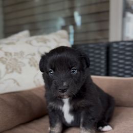 Cinch - Black tri male Miniature Australian Shepherd puppy in Queen Creek, Arizona from Arizona Aussies