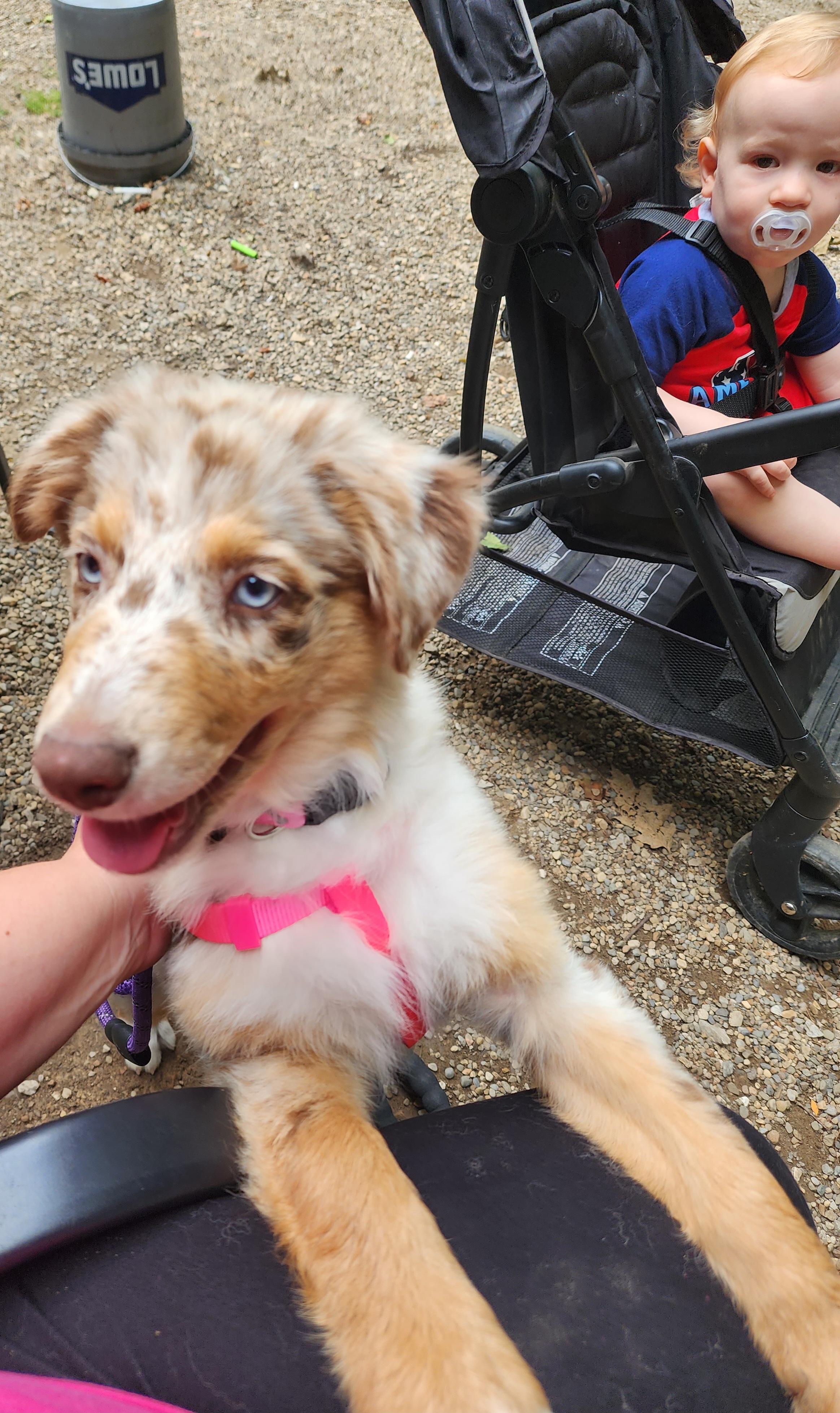 Australian Shepherds from B&D Standard Aussies