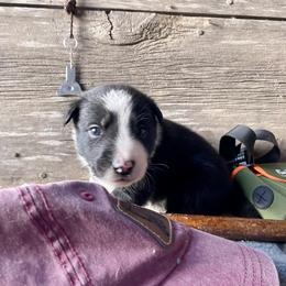 Karl - Black male Border Collie puppy in Aledo, Illinois from Claycreek Ranch