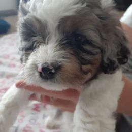 Aspen - Blue merle Aussiedoodle puppy in Soap Lake, Washington from Desert Rose Doodles