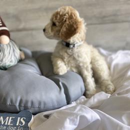 Bernedoodle, Cockapoo, and Goldendoodle Puppies from Avery Doodle Day LLC