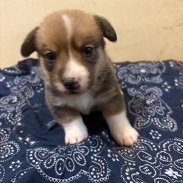 Boy 2 - Red male Pembroke Welsh Corgi puppy in Pikeville, Tennessee from Rock Solid Ranch