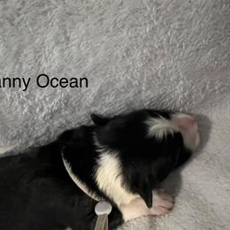 Danny Ocean - Black male Border Collie puppy in Crawfordsville, Indiana from Rescued Dreams Border Collies