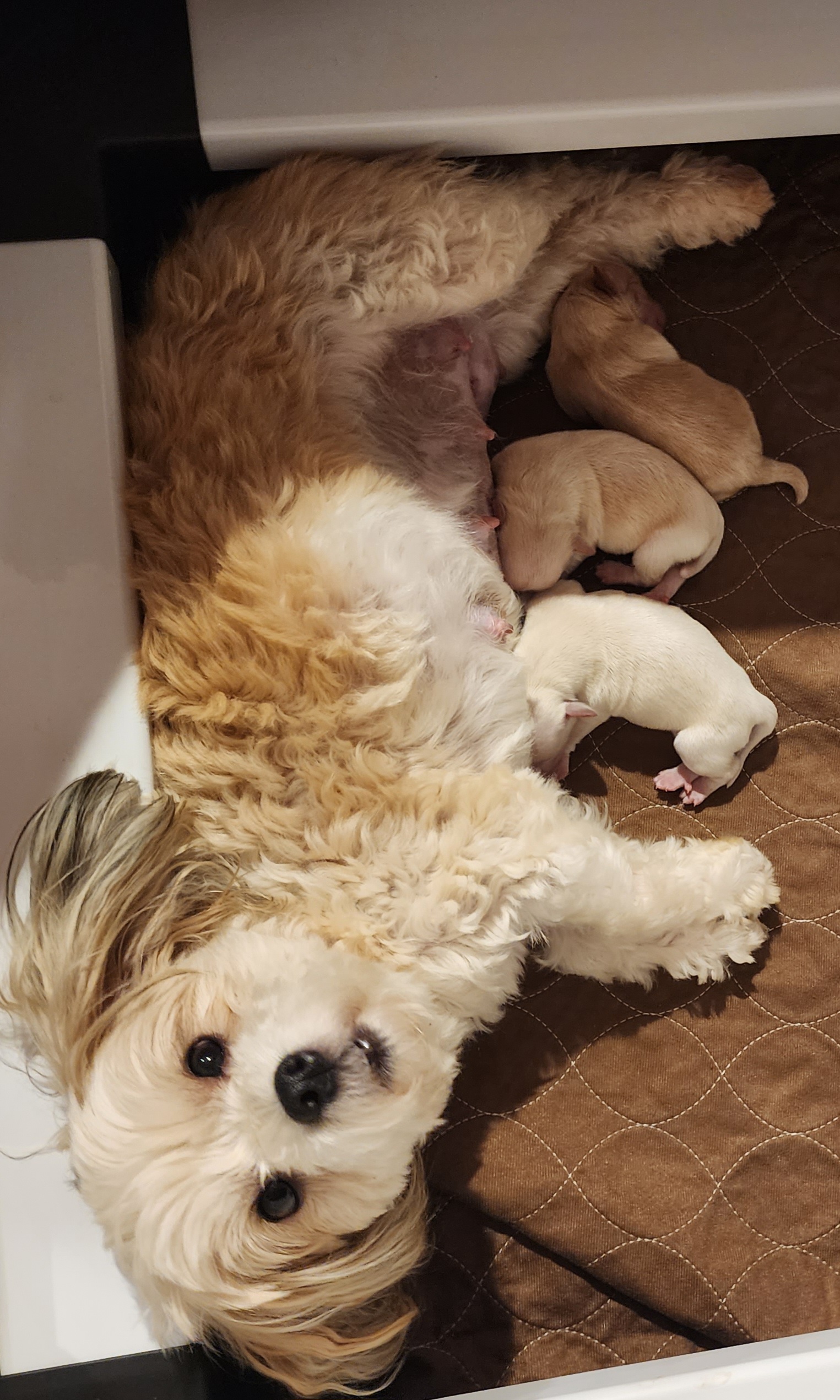 Havanese puppies from Sweet Southern Havanese