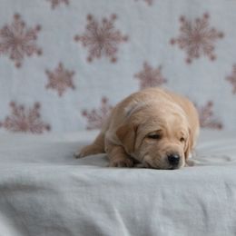 Labrador Retriever Puppies from Sun Ridge Labradors