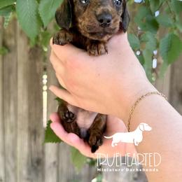 Phoebe - Brindle female Dachshund puppy in Royse City, Texas from Truehearted Miniature Dachshunds