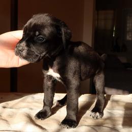 Mara - Black female Cane Corso puppy in Houston, Texas from Mortaio Cane Corso