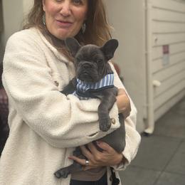 Barbe-Nicole - Blue female French Bulldog puppy in Glen Ellen, California from Frenchie’s of Glen Ellen