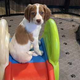 Brittany Puppies from Beaupre Gun Dogs