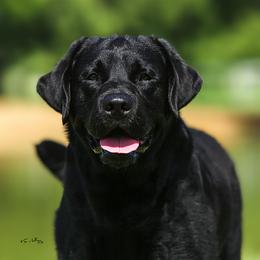 Labrador Retrievers from Sandia Labradors
