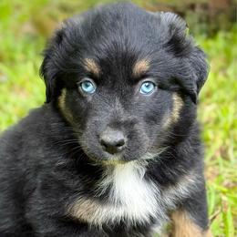 Storm - Black tri-color female Australian Shepherd puppy in Irmo, South Carolina from Triple S Farms