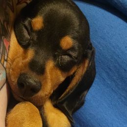 Dachshunds from Hekate's Hounds