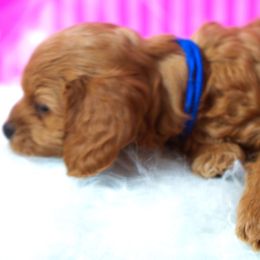 Cavapoo Puppies from Paisley Cavapoos