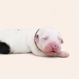 Brown  collar - Merle male Sheepadoodle puppy in Mesa, Arizona from Desert Sheepies and Doodles