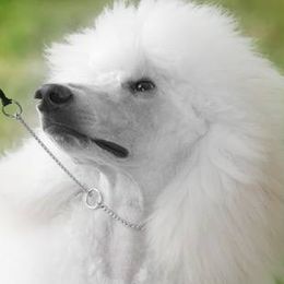 Chou Chou - Poodle