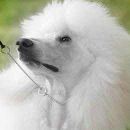Chou Chou - Poodle