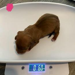 Frankie - Red female Dachshund puppy in Park Hills, Missouri from Ozark Miniature Dachshunds
