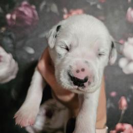 Nyx - White and black female Dalmatian puppy in Gray, Georgia from Fuller Spots