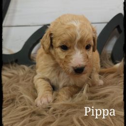 Pippa - Apricot female Aussiedoodle puppy in Farley, Iowa from Iowa's Doodle Co.
