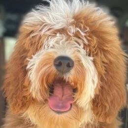 Diesel - Australian Labradoodle