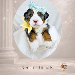 Girl 2 - female Bernedoodle puppy in Canton, Georgia from Teddy Puppies