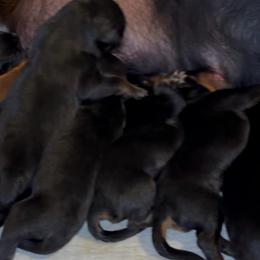 Boy 4 - Black and rust male Rottweiler puppy in Grand Rapids, Michigan from Rott-Squad Kennels