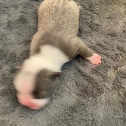 Reggie - Blue male Boston Terrier puppy in Brick Township, New Jersey from Nettles Nuggets