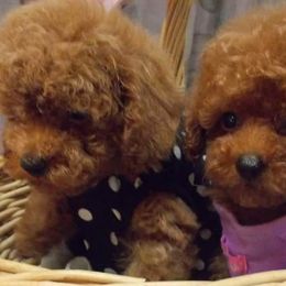 Poodle Puppies from Lowry Toy Poodles