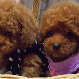 Poodle Puppies from Lowry Toy Poodles