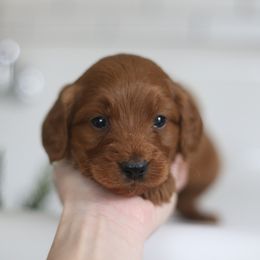 Cedar - Apricot male Goldendoodle puppy in Stevens, Pennsylvania from Pebble Paws Lane