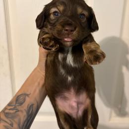 Potato - Chocolate and tan male Dachshund puppy in Conroe, Texas from R&M Dachshunds
