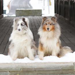 Collies, Poodles, and Shetland Sheepdogs from Adiame Shelties