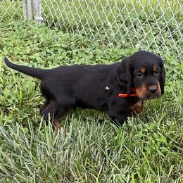 Orange - Black and tan male Gordon Setter puppy in Gordonville, Pennsylvania from Blue Ribbon Setters