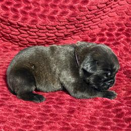 Purple Collar R - Black male Cane Corso puppy in Paris, Texas from Knucklehead Cane Corso