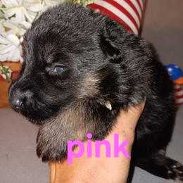 Pink - Black and tan female German Shepherd puppy in Gustavus, Ohio from Cross Kreek Kennels