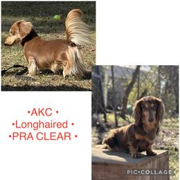 Dachshund puppies from Dixie Chic Frenchies , Dachshunds & Poodles