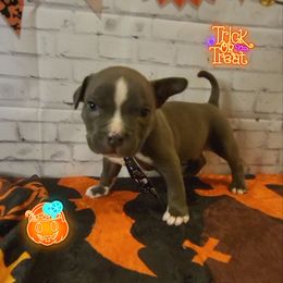 American Bully and Boston Terrier Puppies from Greenberg's Boston Terriers & Bullies of Metro Detroit