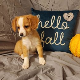 Cinder - Aussiedoodle puppy in Logansport, Indiana from Sandy Hill Farm Aussies, LLC