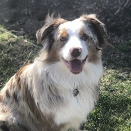 Bourbon - Australian Shepherd