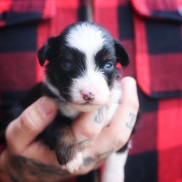Alice - Black tri female Miniature American Shepherd puppy in Battle Ground, Washington from Casita Miniature American Shepherds
