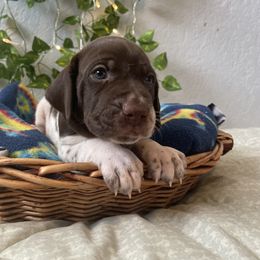 German Shorthaired Pointer and Jack Russell Terrier Puppies from Ivy Creek Kennels